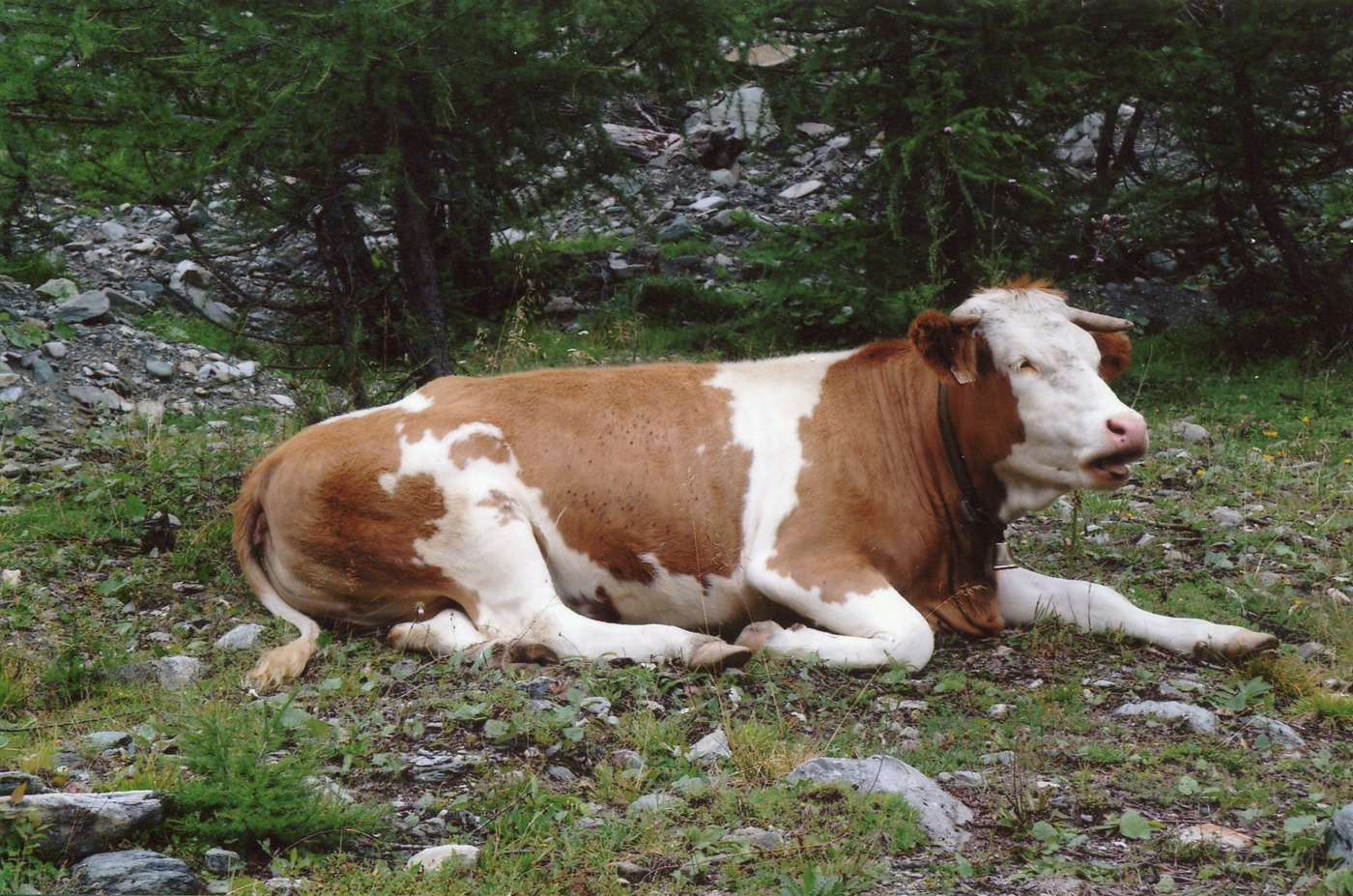 Cow